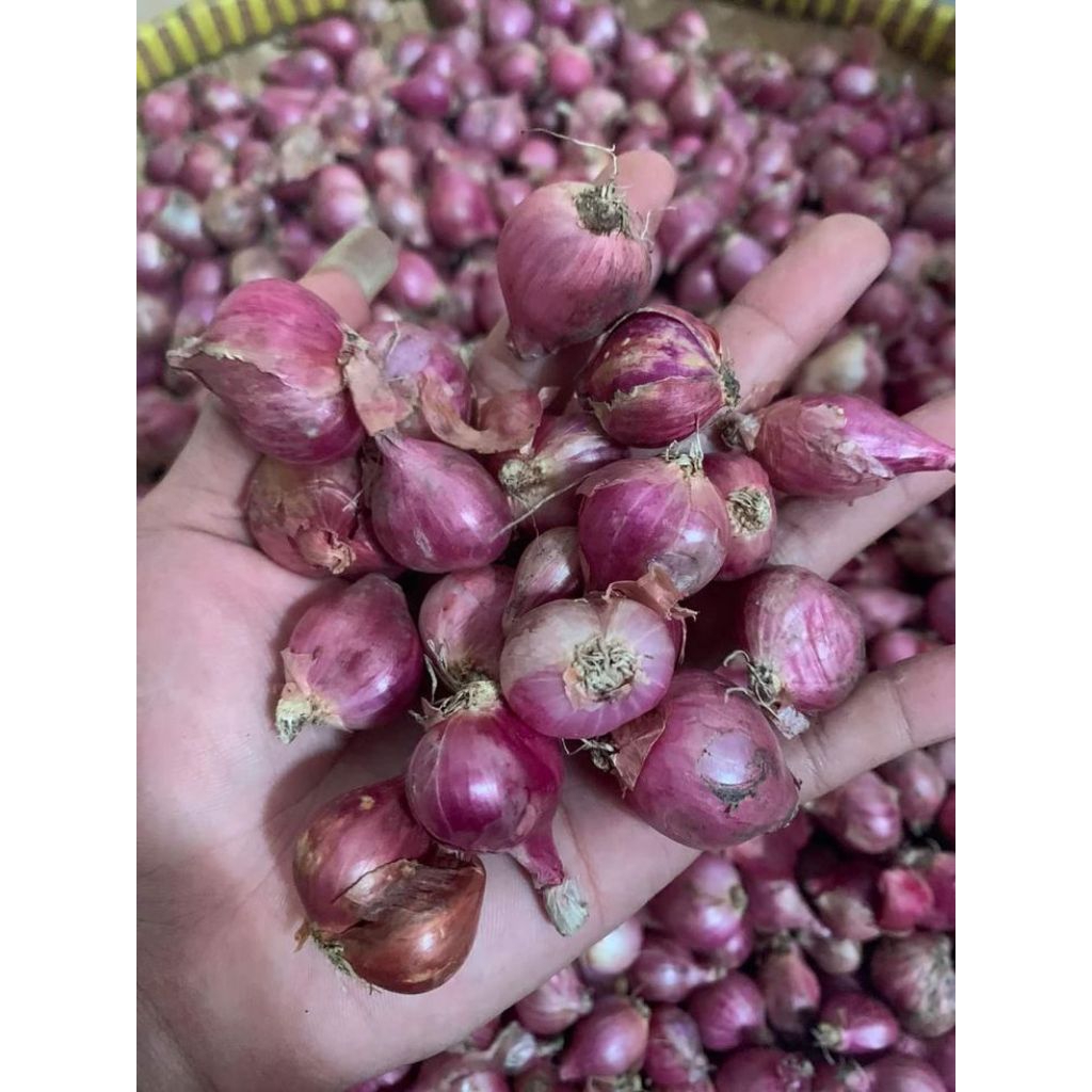 

BAWANG MERAH lokal jatim ukuran sedang besar