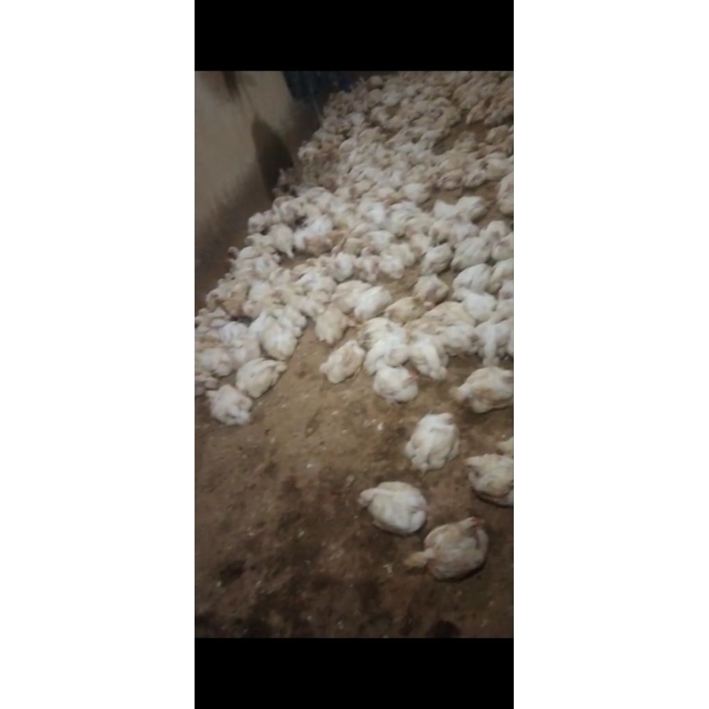 

ayam boiler(ayam sayur)