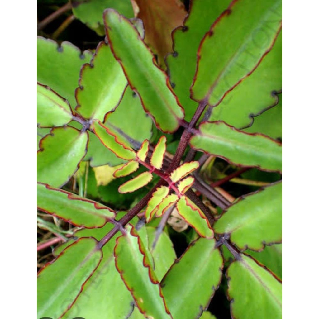 

Jual daun buntiris atau cocor bebek 500 g