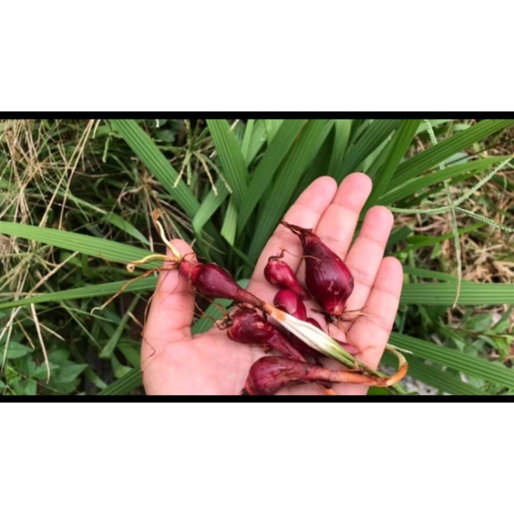 

bawang dayak segar alami 100gr