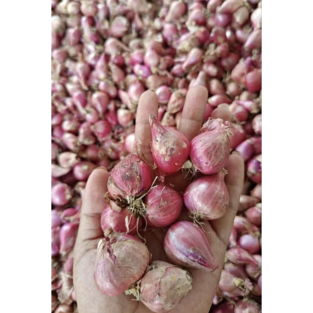 

Bawang merah Lokal .