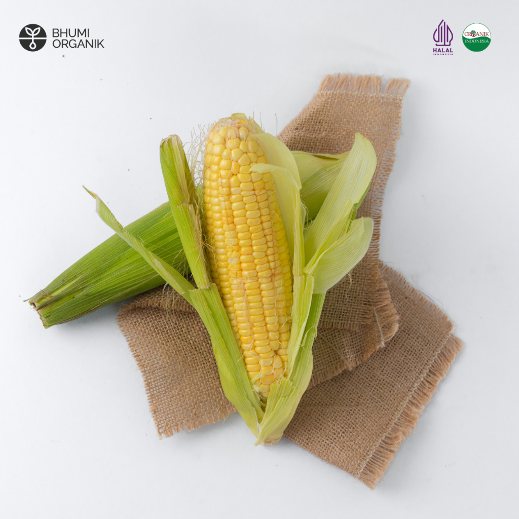 

Jagung Manis Organik 500 gram - Ceritanik / Bhumi Organik - Sweet Corn Organic - Sayur Organik Murah - Sayur Organik Sehat - Sayur Organik Premium