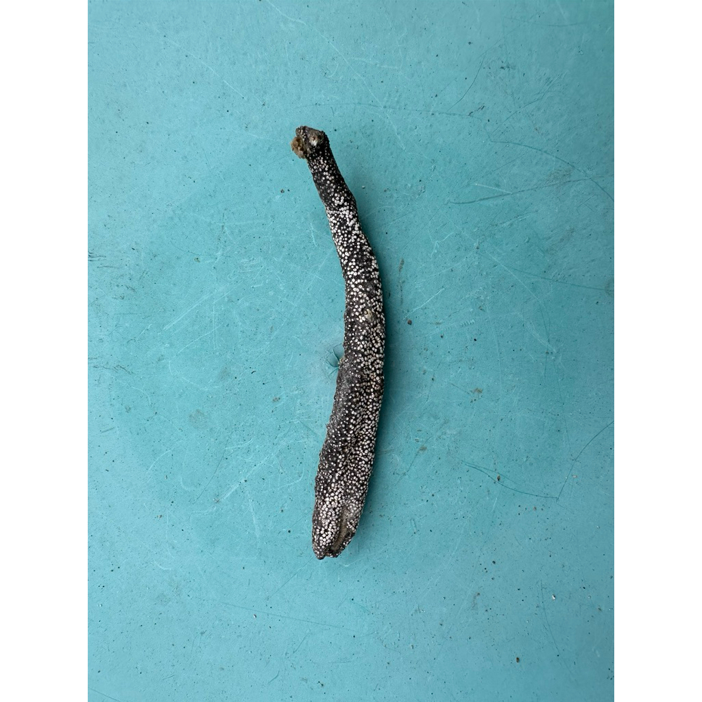 

Teripang Kering Talengko