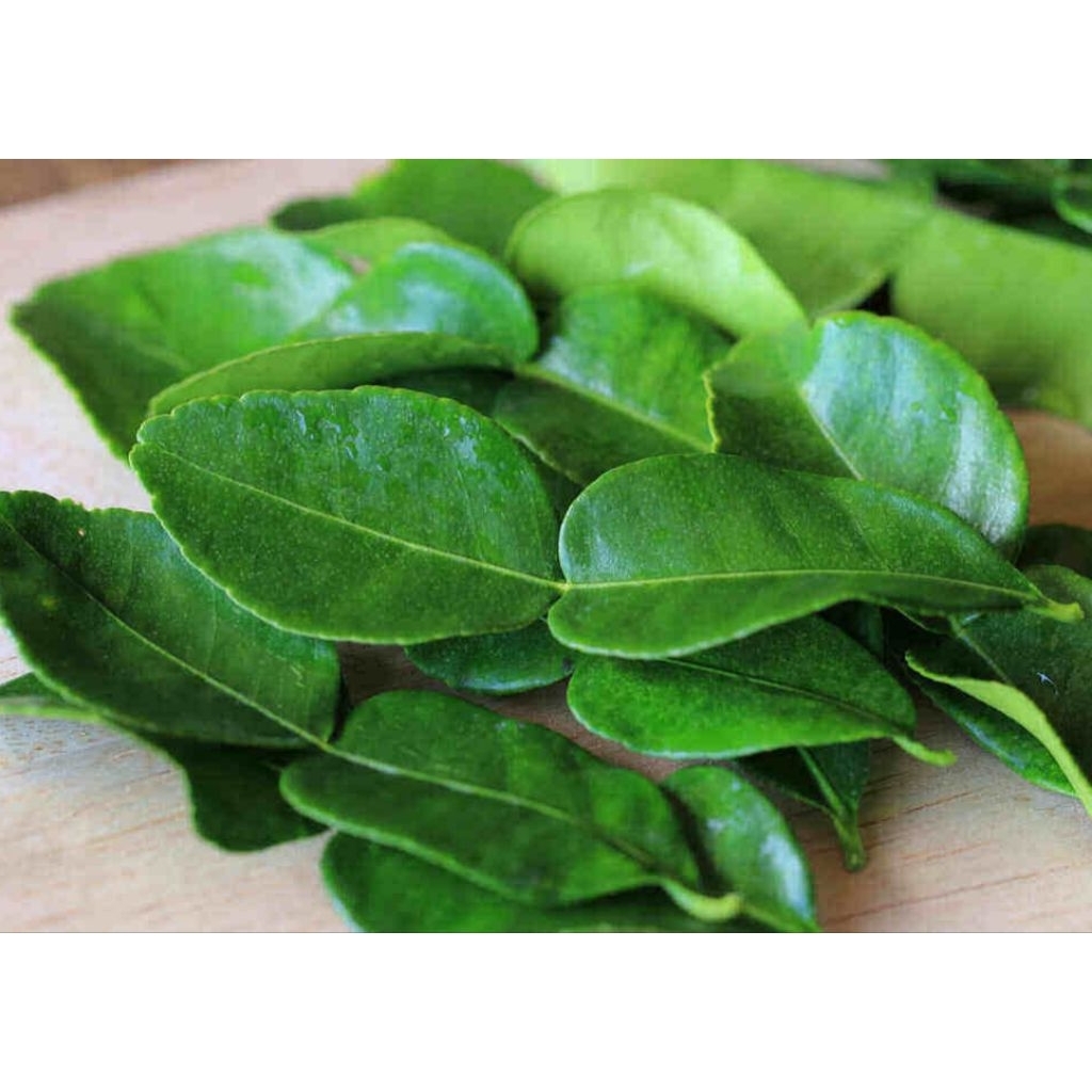 

Bumbu dapur obat herbal daun jeruk purut 17 lembar