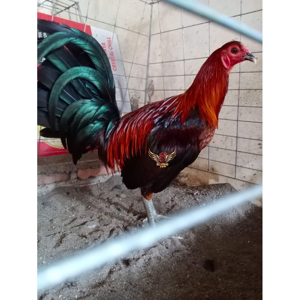 Telur Ayam Ak47 Pelor Mas  kaki Ribut Jambul Telur Ayam filipin Fertil