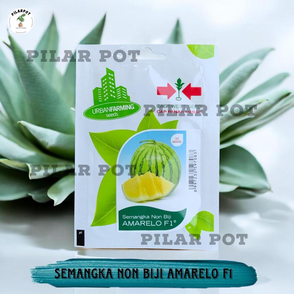 Benih Bibit Semangka Kuning Non Biji Amarelo F1 Cap Panah Merah - SEMANGKA AMARELO F1 EAST WEST SEED