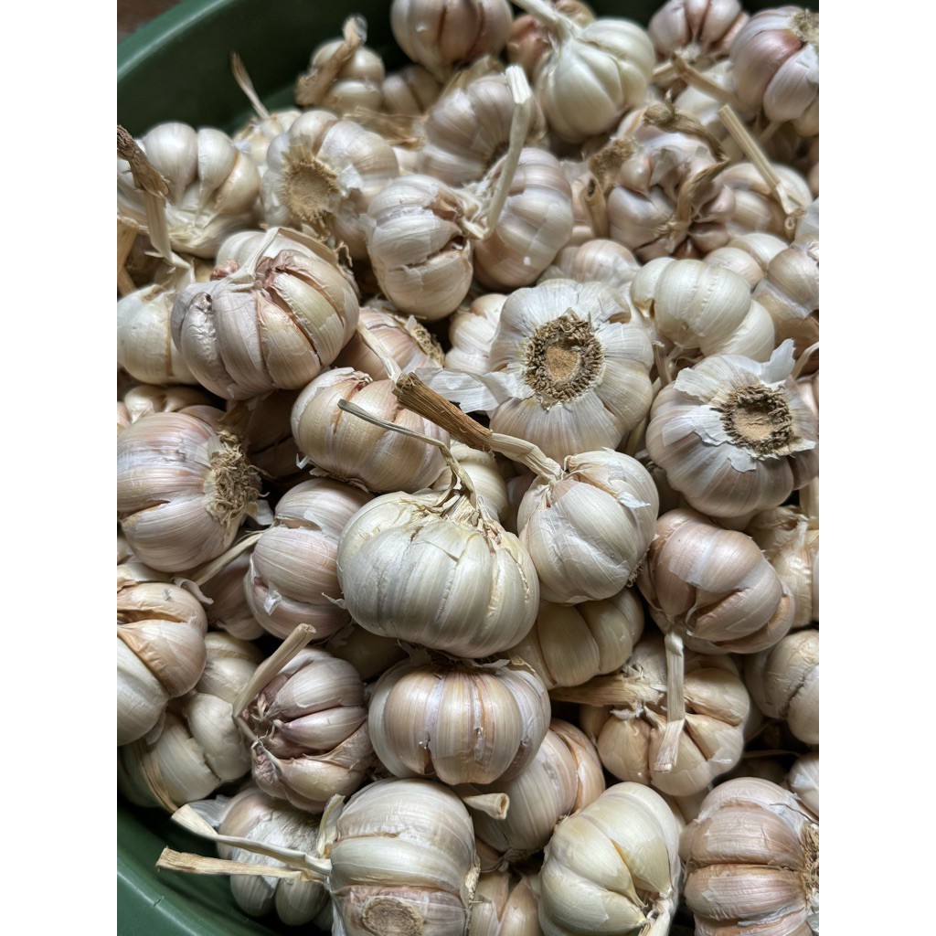 

Bawang Putih sinco 1kg