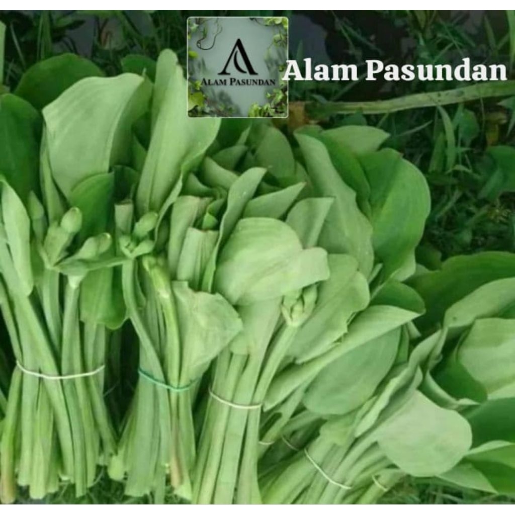 

Genjer segar sayur genjer pilihan