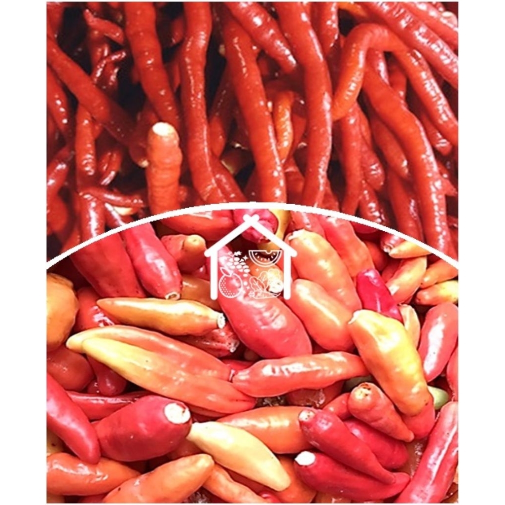 

Cabe Petik 500 Gram Pilihan Hemat