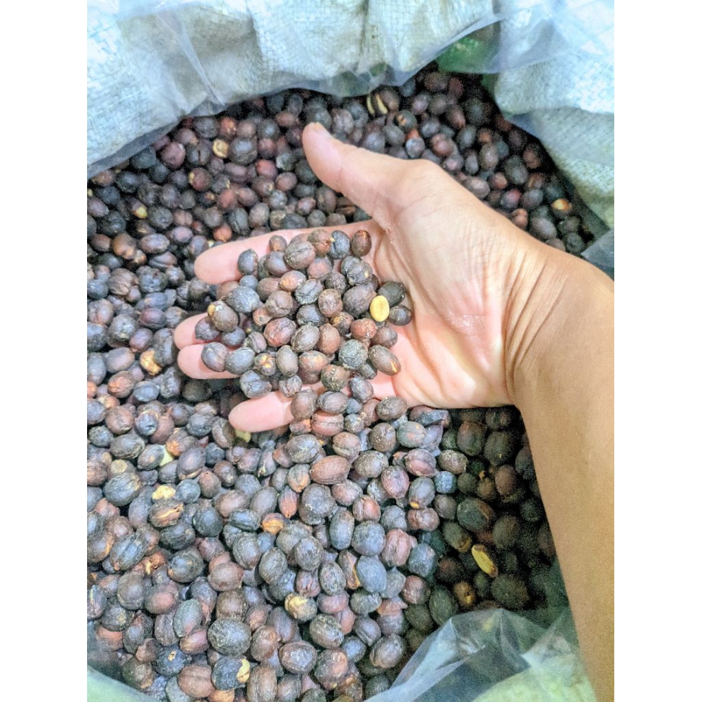 

Greenbean Arabika Natural Payung