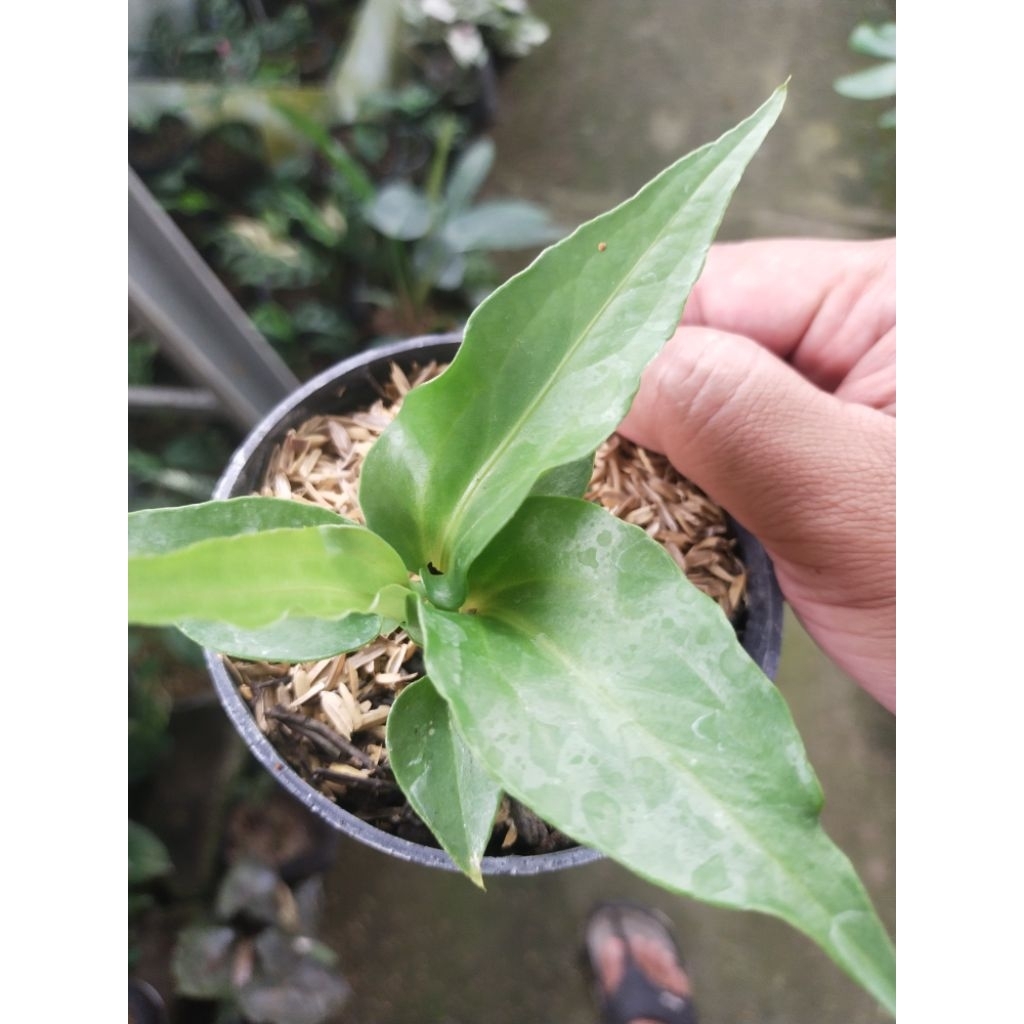 obor anthurium