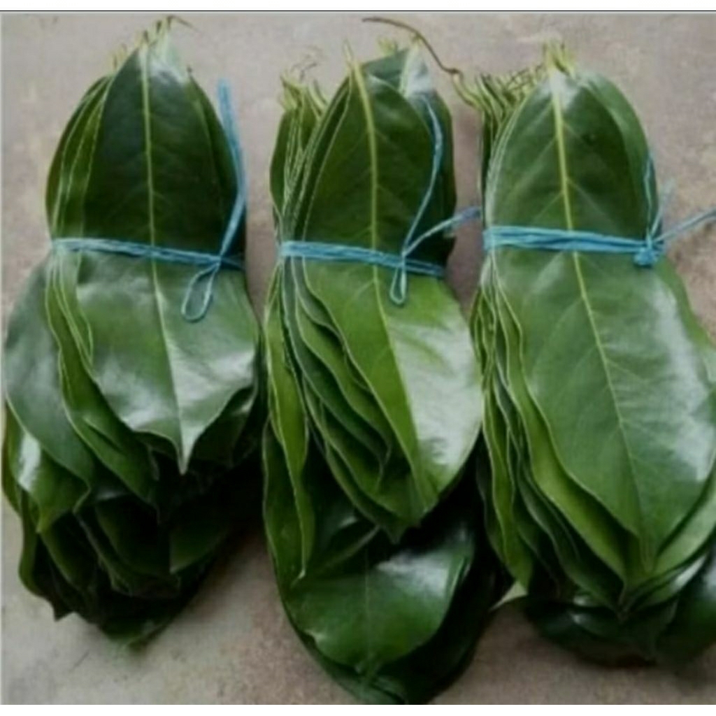 

100 lembar daun sirsak