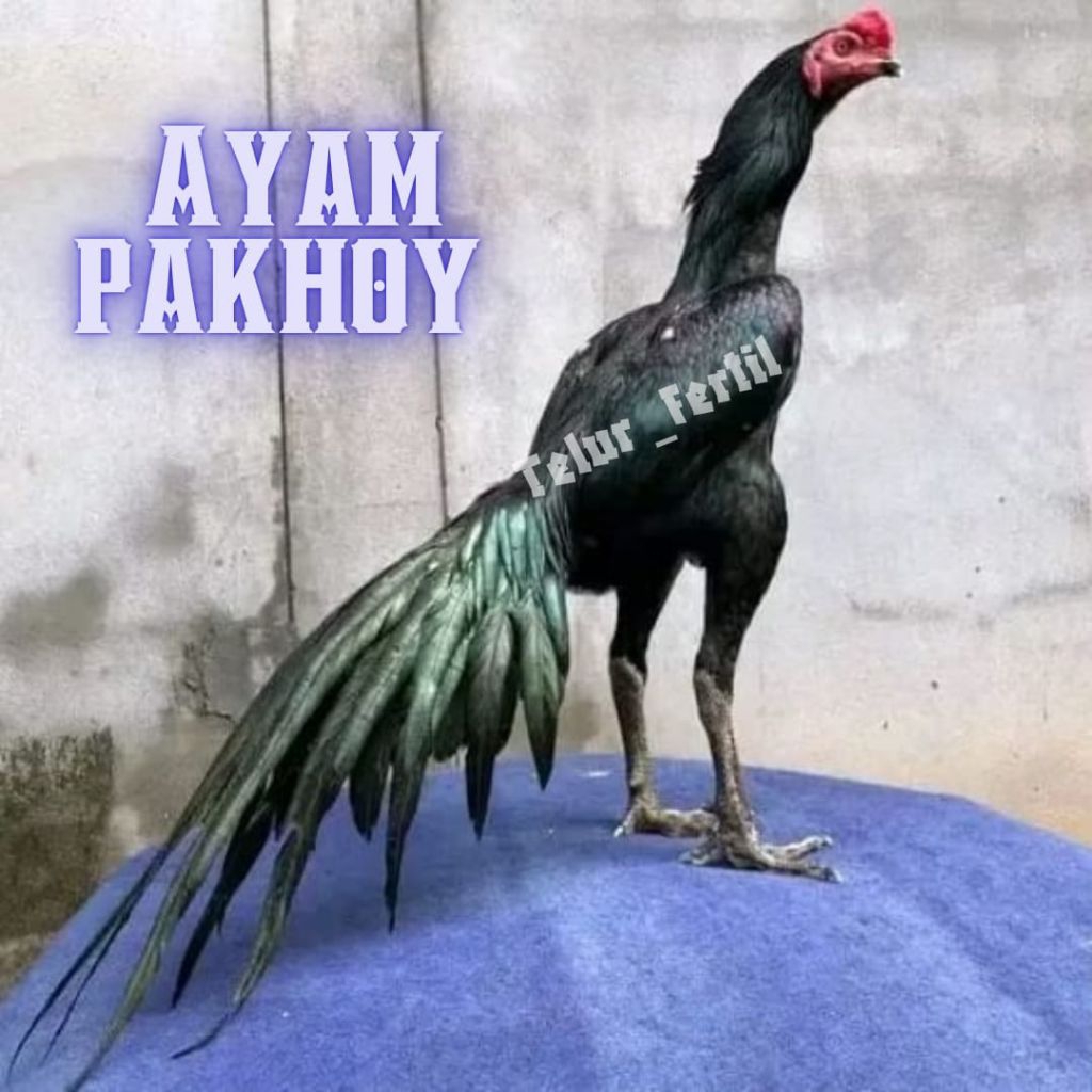 

telur ayam pakhoy ori full brakot brutal thailand asli petarung bisa untuk di tetaskan