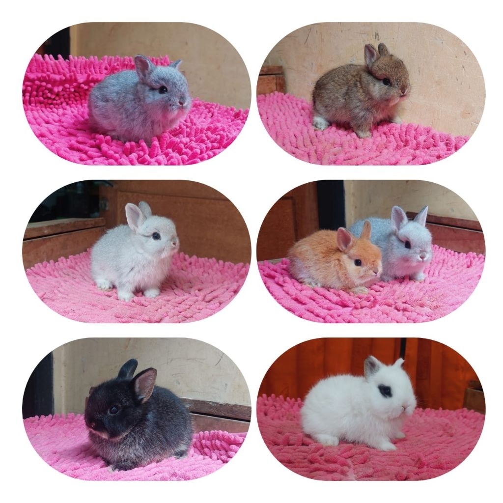 kelinci mini netherland dwarf junior