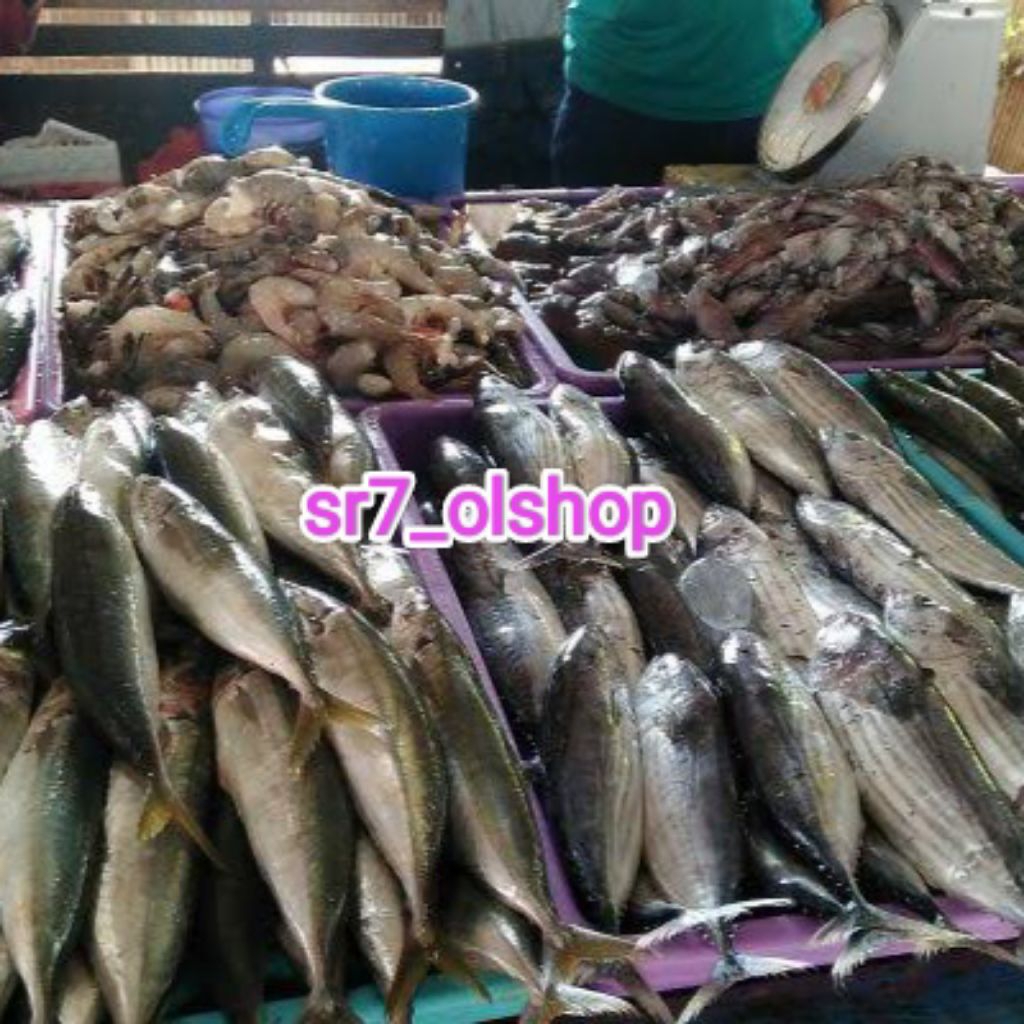 

Ikan Laut/Ikan Mentah/ Random (tidak bisa milih)/ Bukan Frozen