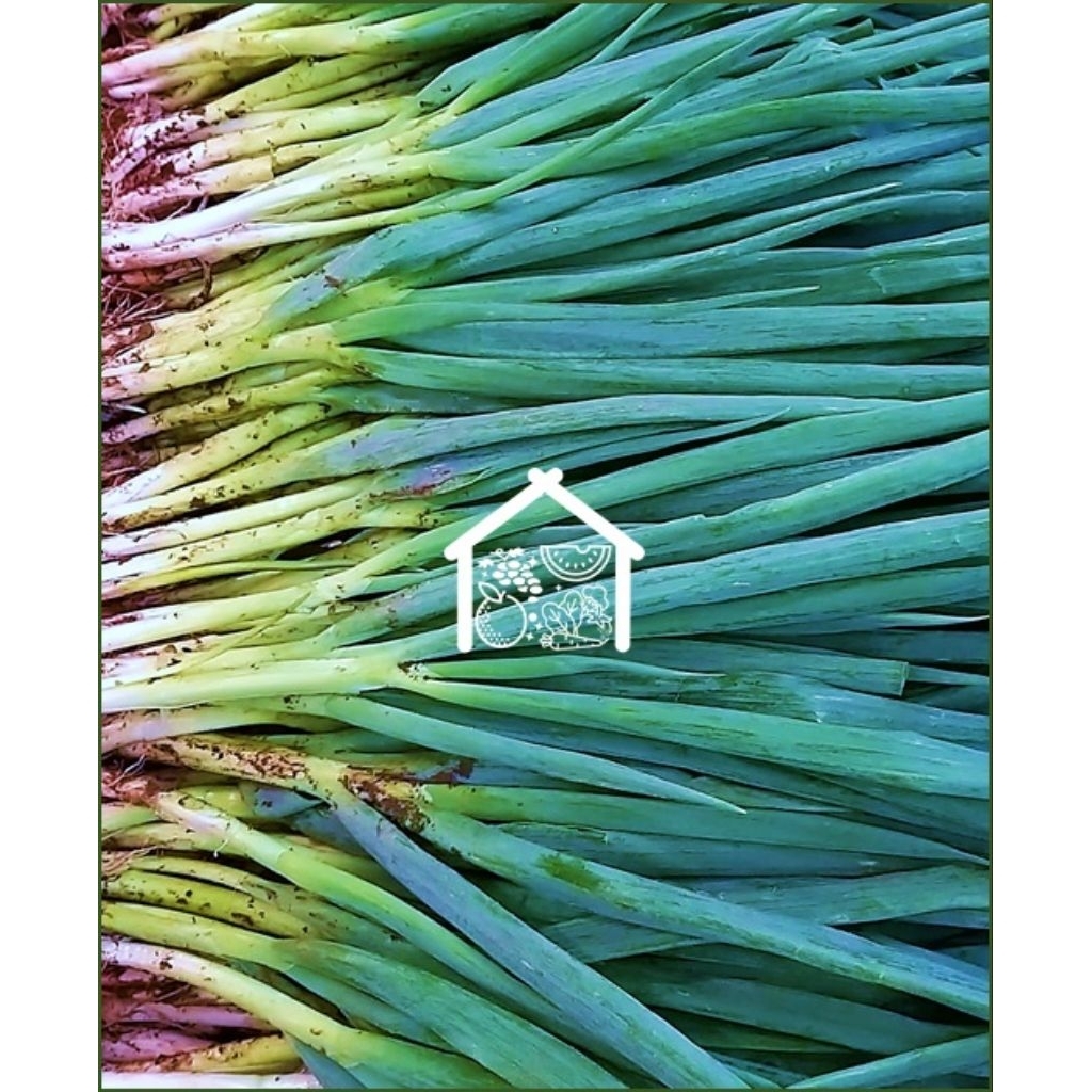 

Daun Bawang 500 Gram Pilihan Hemat