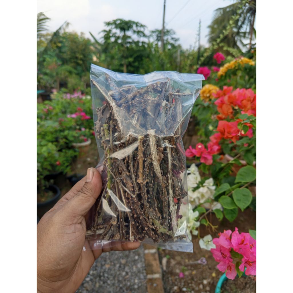 

butrowali kering berat 250g herbal alami untuk meningkatkan daya tahan tubuh