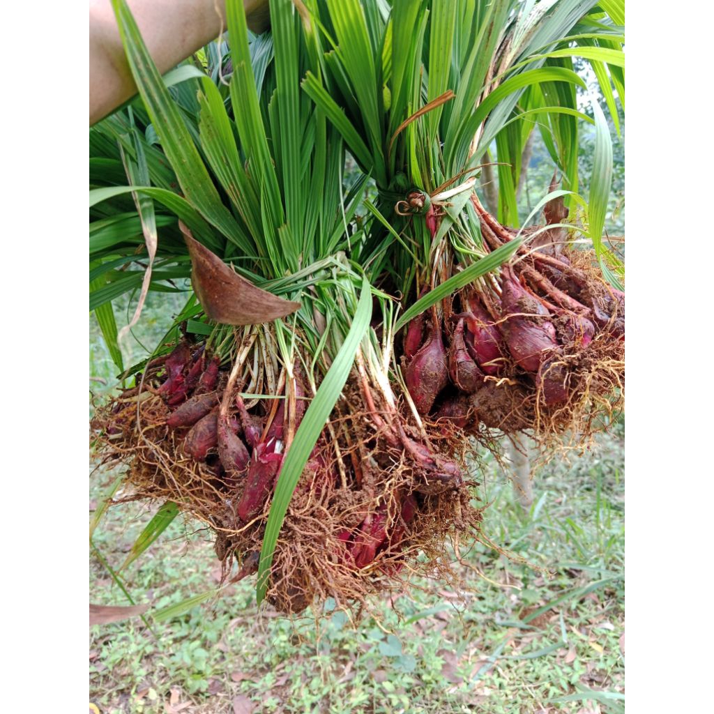 

Bawang dayak basah 1kg