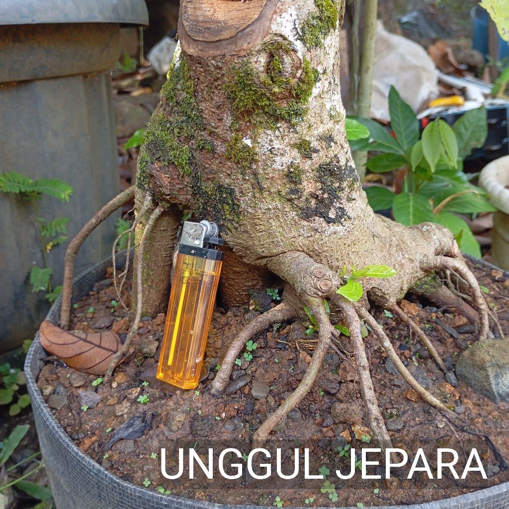 BONSAI LOA SUPER JUMBO 10KG