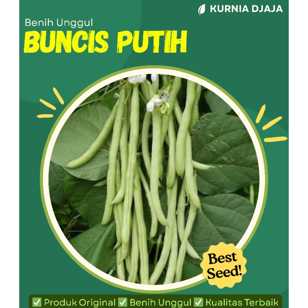 

50 biji Buncis Biji Putih Unggul / Benih Buncis Unggul Berkualitas