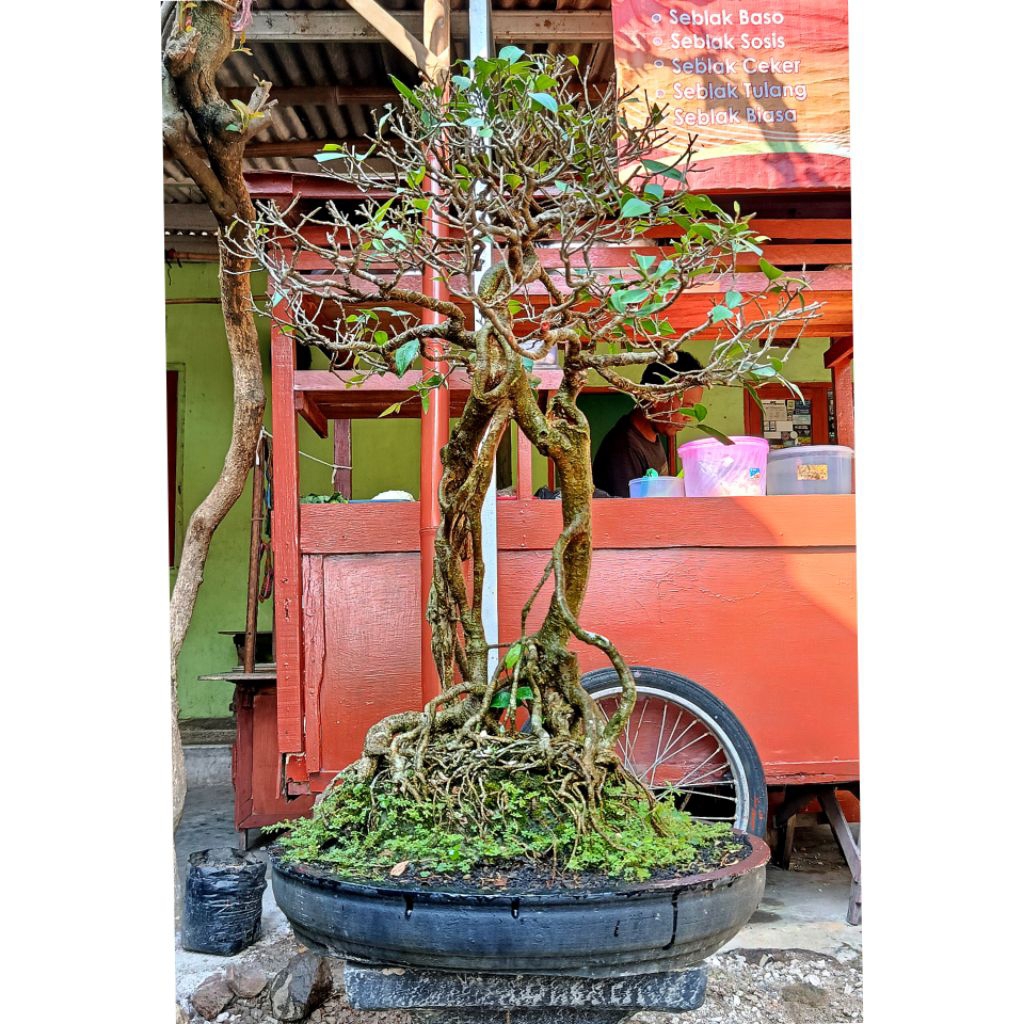 BONSAI AMPLAS PUTIH