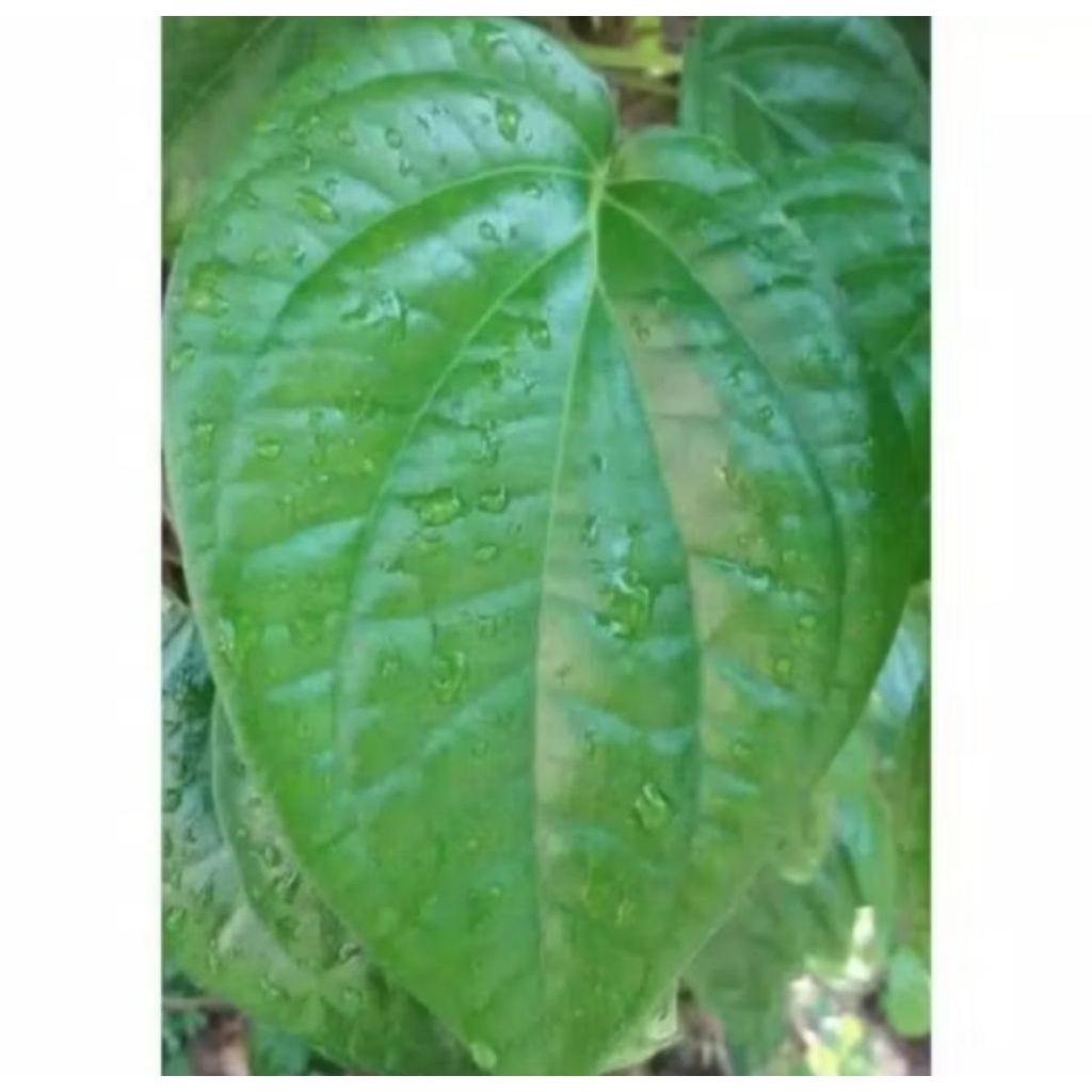 

Daun Sirih Hijau Segar Per 100 Lembar