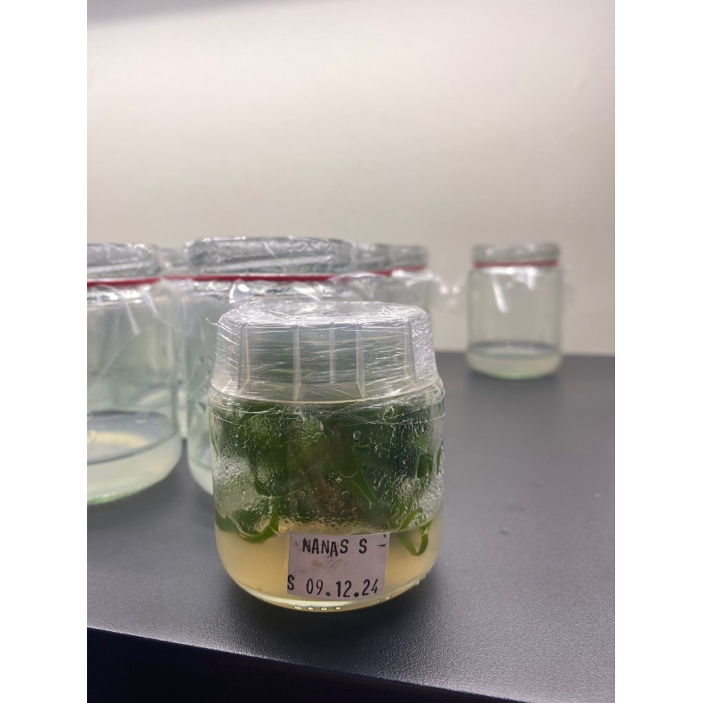 Bibit Nanas Var. Sipahutar - Nenas Kultur Jaringan, Bibit Unggul, Bebas Penyakit, Siap Aklimatisasi