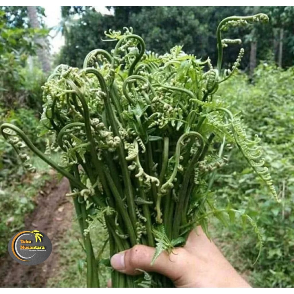 

Termurah pakis sayur super freshh segarr 500 gram baru di petik