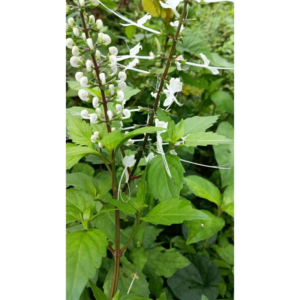 

DAUN KUMIS KUCING SEGAR 250 GRAM