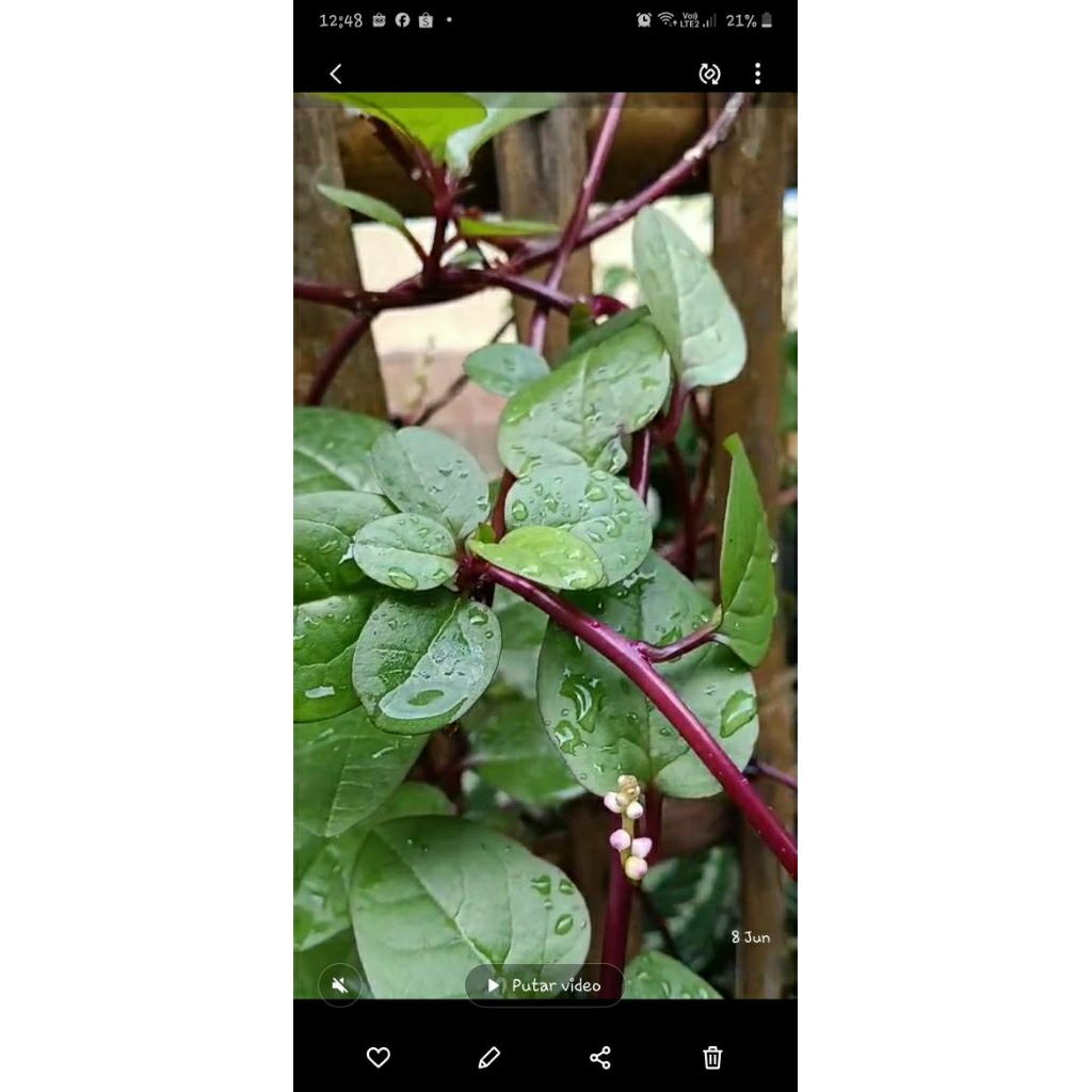

DAUN BINAHONG SEGAR atasi asam urat 250 GRAM