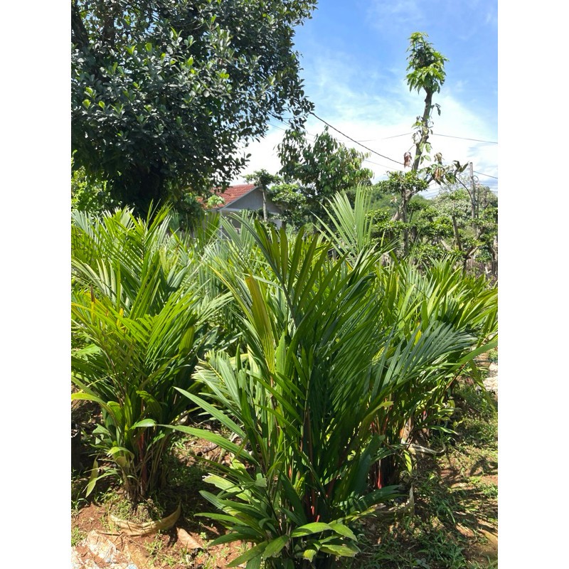Pohon Palem Merah Tinggi 1 Meter Kualitas Terbaik, Pohon Hiasan Taman Palem Merah