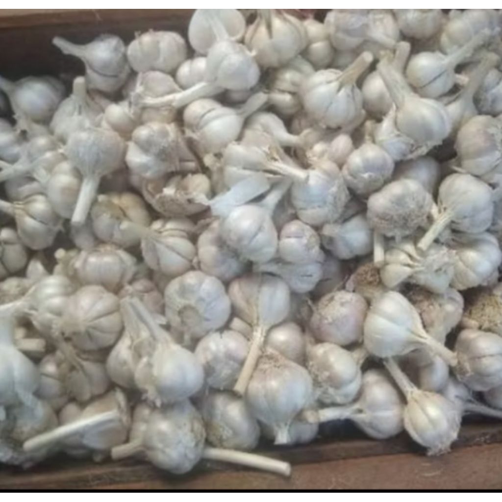

bawang putih kating freesh bersih masih bulet 500g