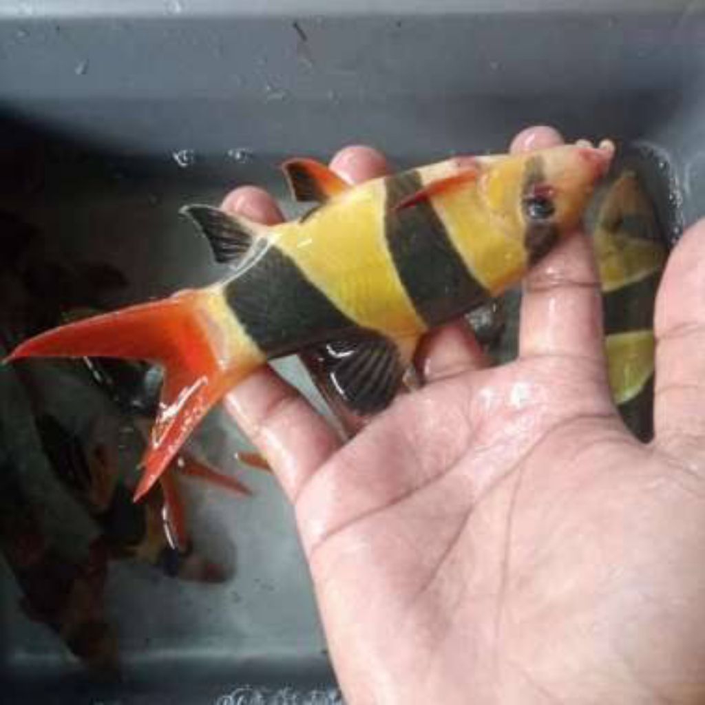 Botia Jumbo ukuran 15 cm (Khusus pengiriman Instan)