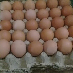 

TELUR 1 PAPAN ISI 30 BUTIR