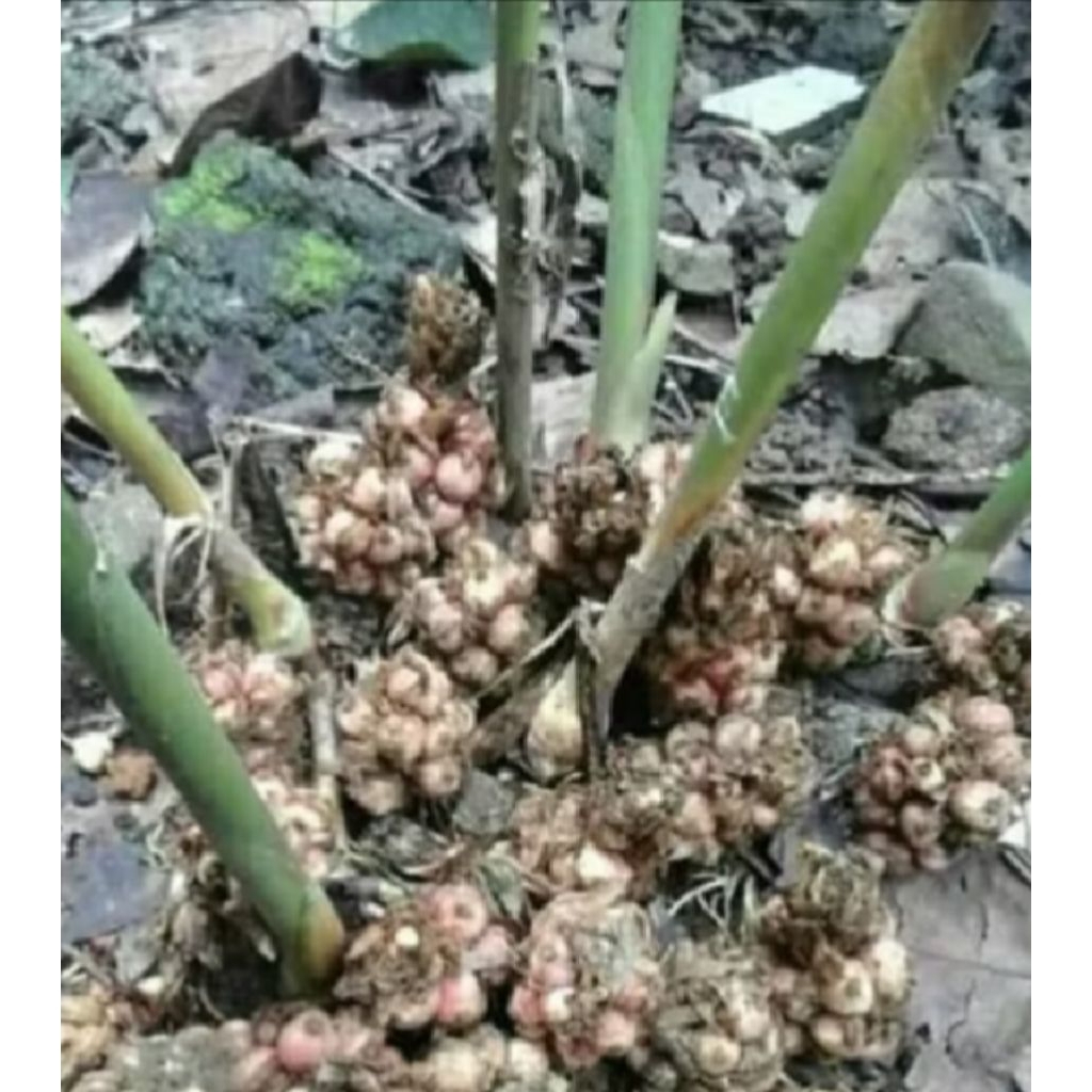 bibit kapulogo hibrida segar