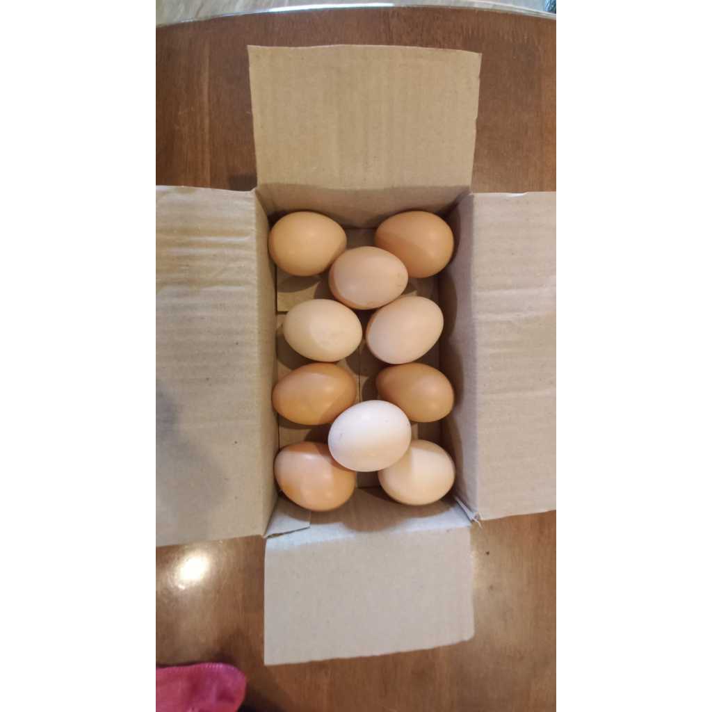 

Telur Ayam Kampung Pedesaan Asli dan Organik. Telur ayam kampung hasil persilangan ayam kampung biasa dengan ayam bangkok