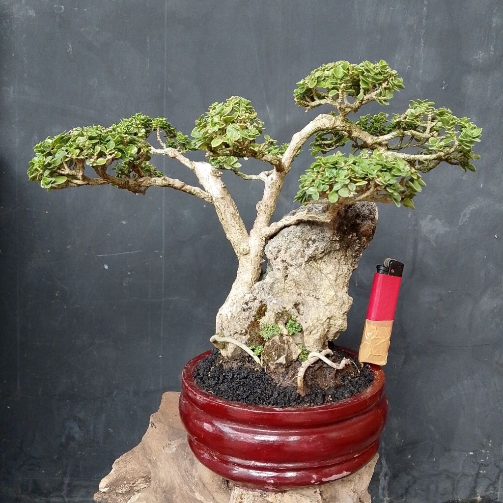 Bonsai sancang variegata on the rock