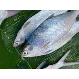 

Ikan Bolu / Ikan Bandeng Sedang Segar Pasar Online