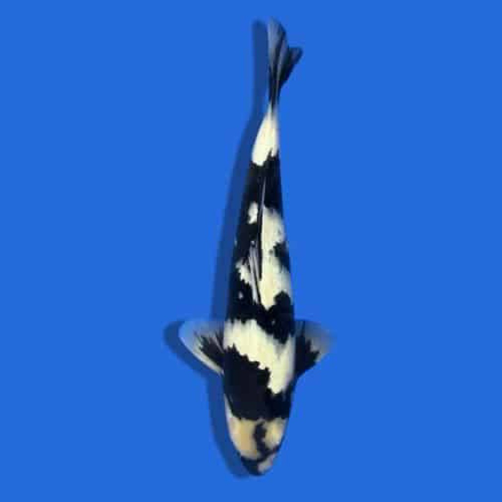 PAJANGAN AQUARIUM - Koi shiro Utsuri 22-25cm - Ikan Koi Blitar
