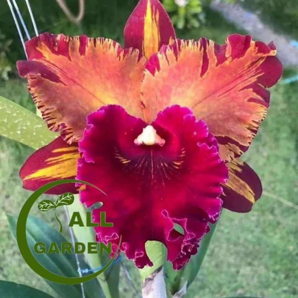 anggrek dendrobium  hysong Thailand siap berbunga / knop