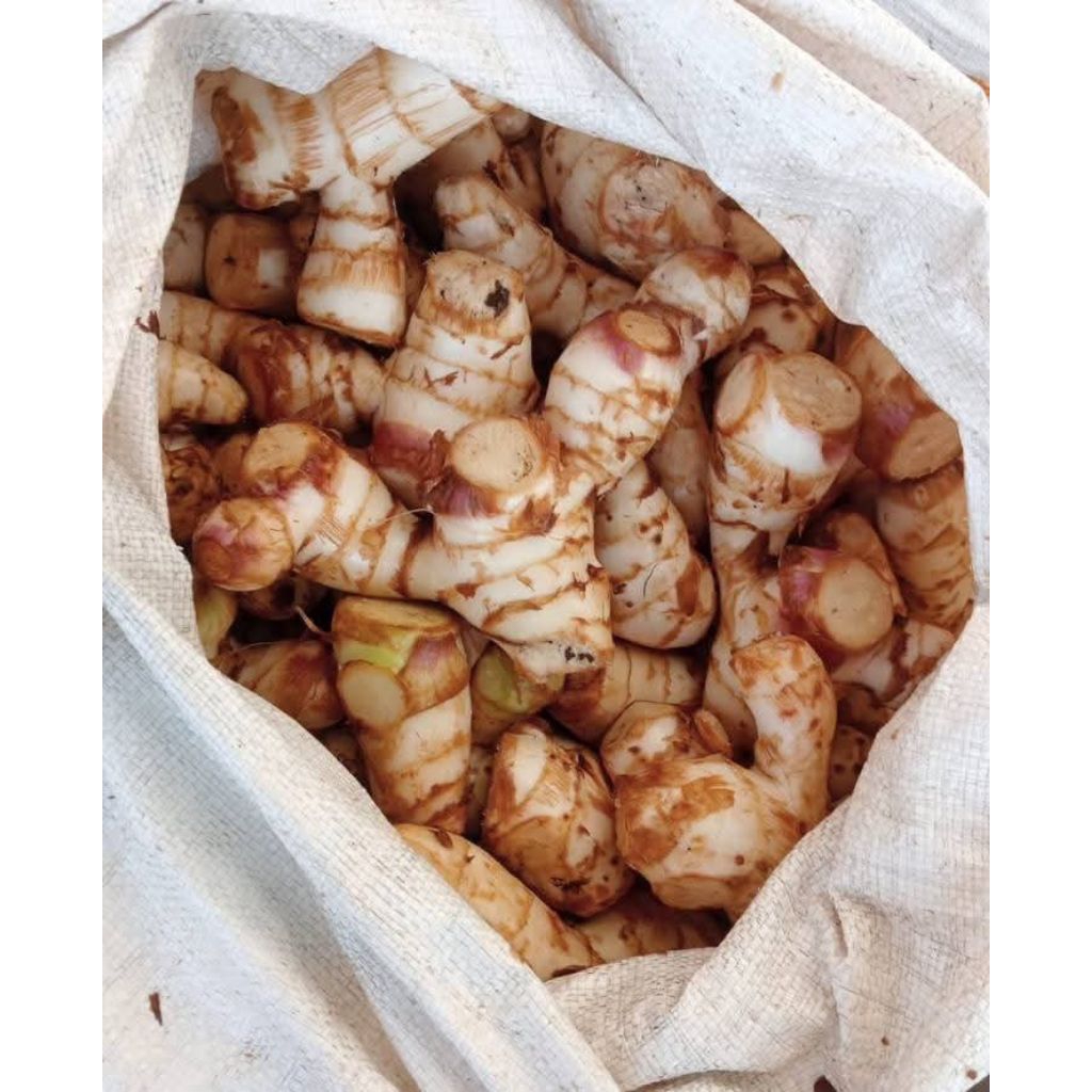 

umbi ganyol ganyong segar per 1kg