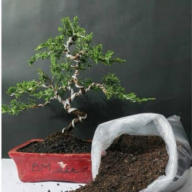 Pohon BONSAI MITEN Berdaun dan ber akar / Tanaman hias hidup Bonsai