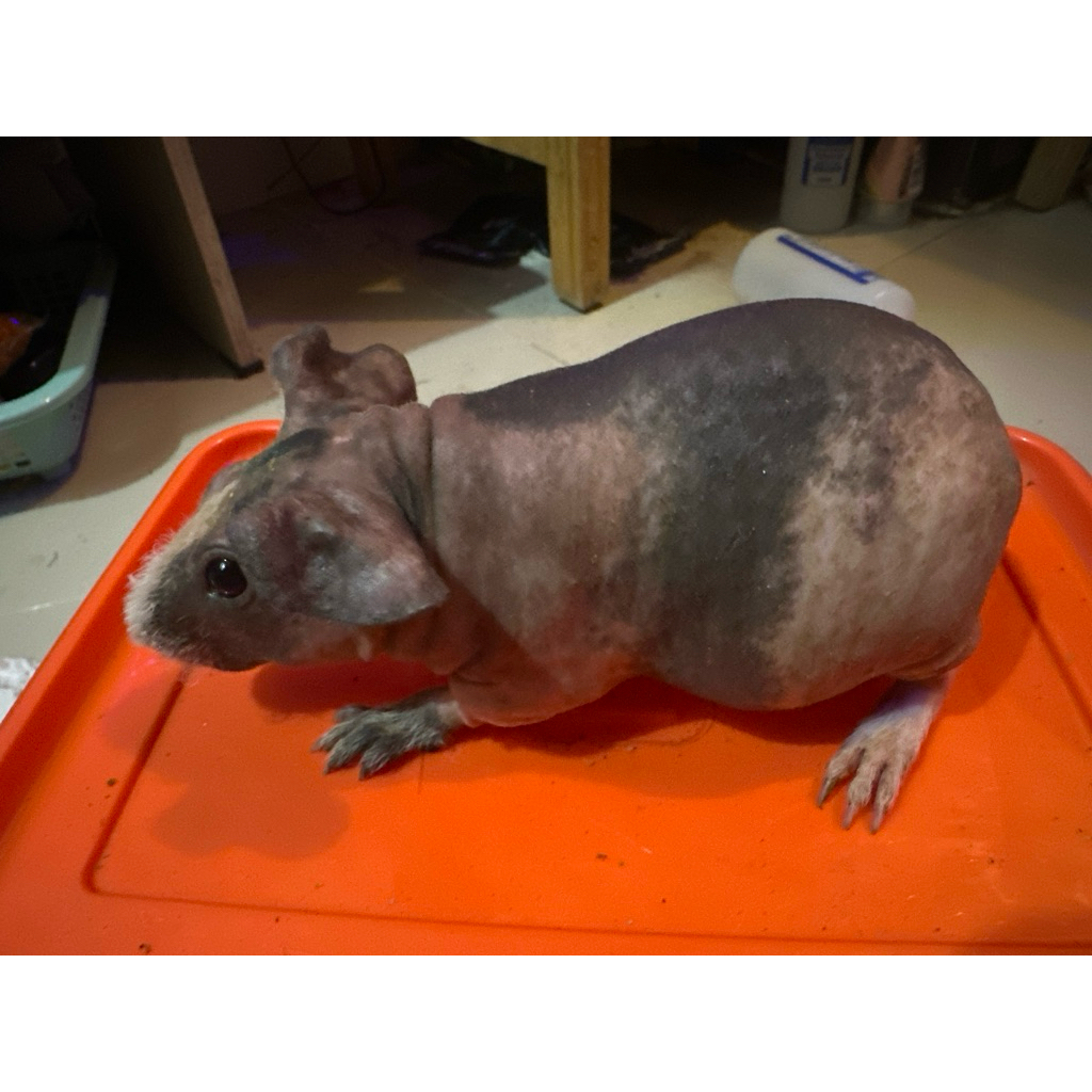 SIAP KIRIM SKINNY GUINEA PIG Marmud Marmut Botak - Guinea Pig