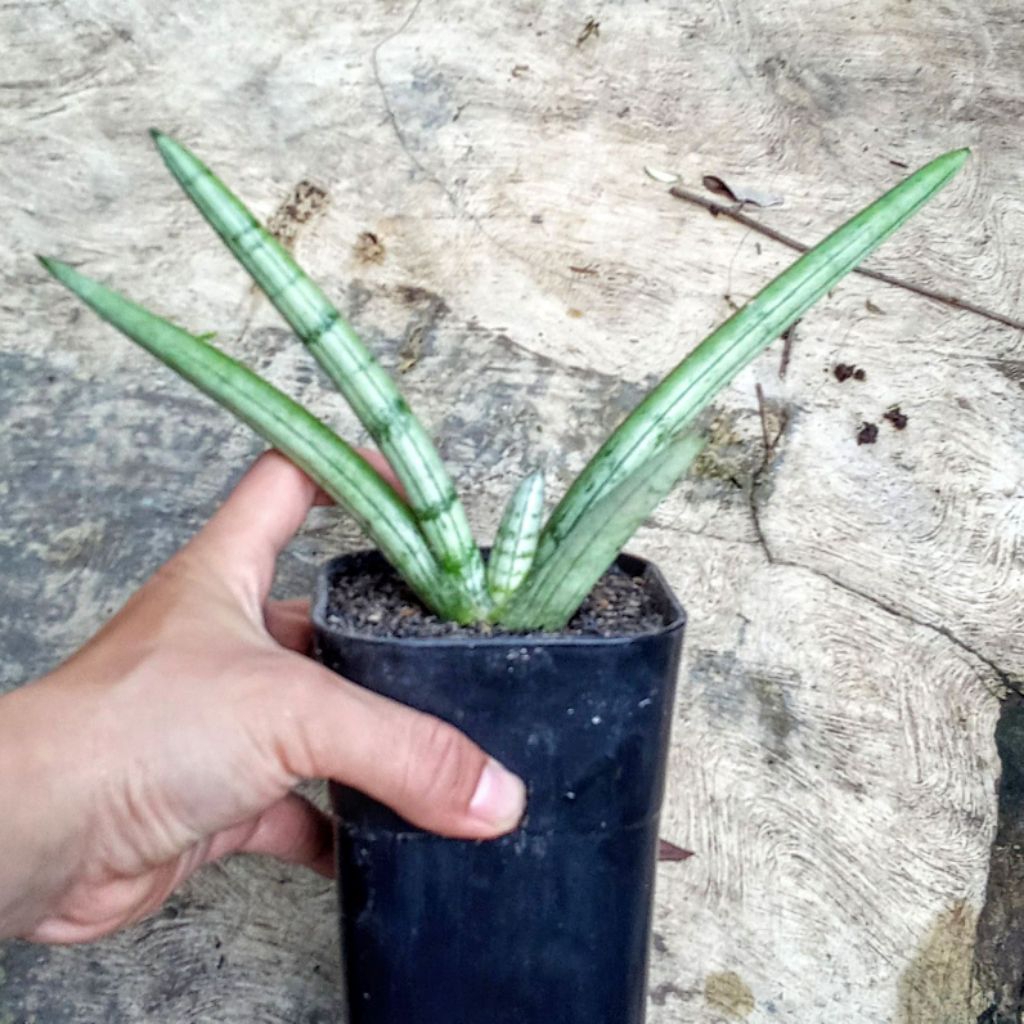 sansevieria boncel platinum