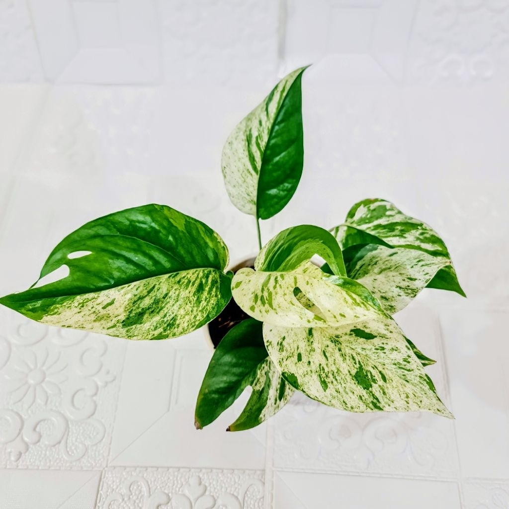 Epipremnum Pinnatum Marble Variegata - Pot 2