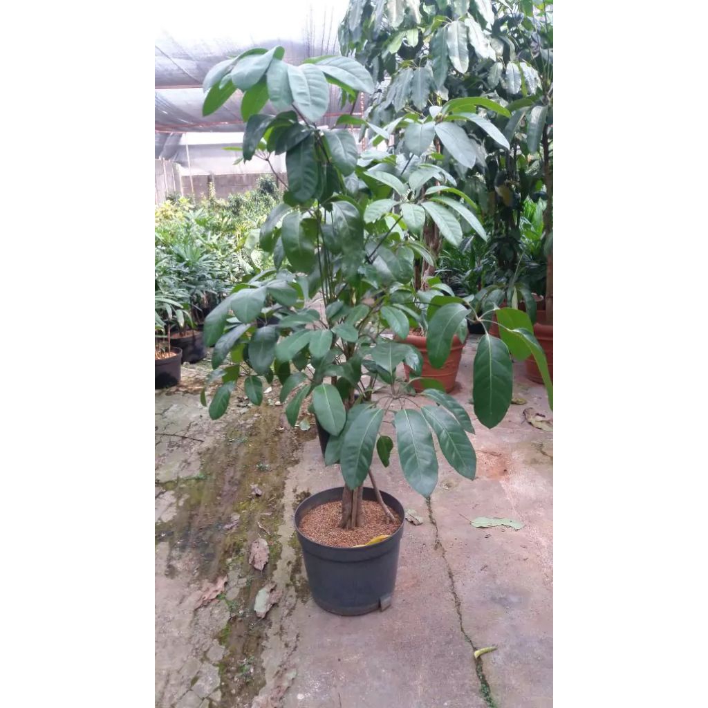 tanaman hias indoor walisongo hijau pohon wali songo besar tinggi pohon 70cm