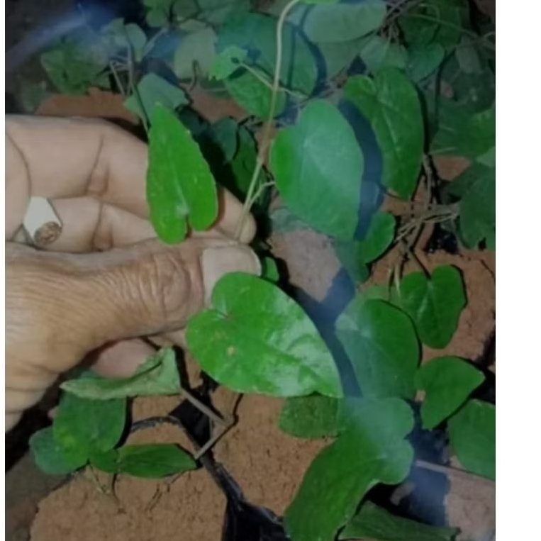 BIBIT CABE JAWA