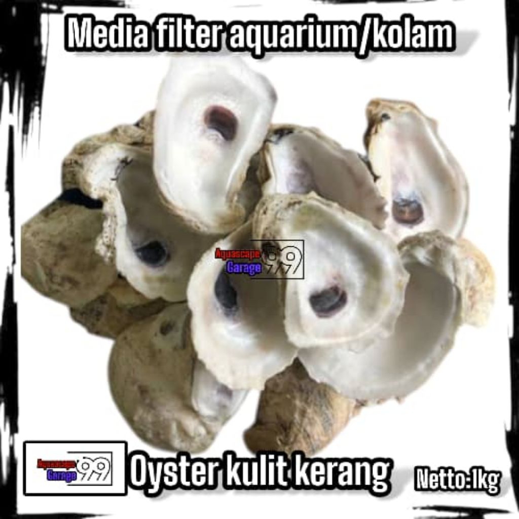 Oyster 1 kg/oyster / kerang oyster / cangkang oyster / media filter / media filter koi / media filte