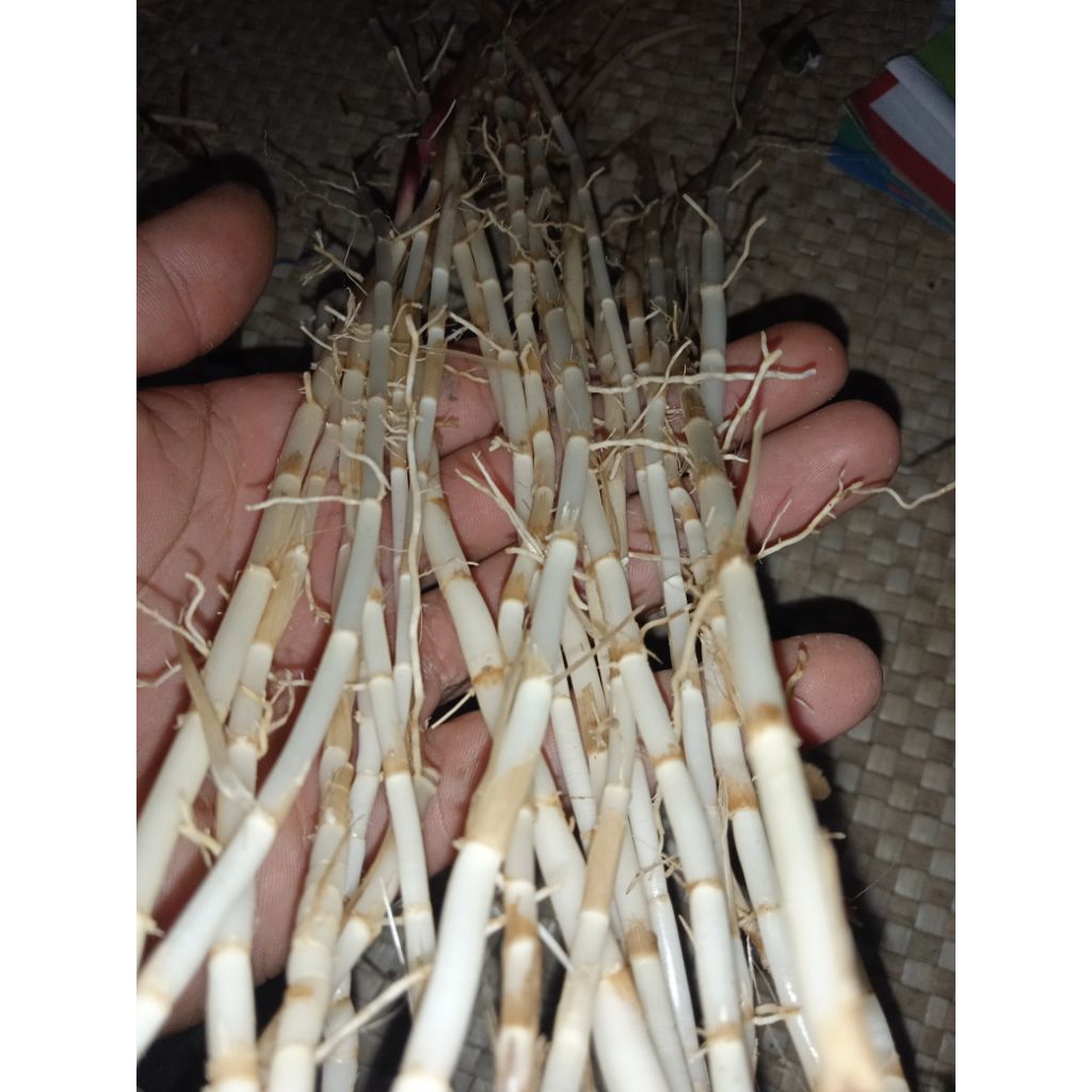 

promo Akar alang_alang fress 100gram ( Imperata cylindrica)