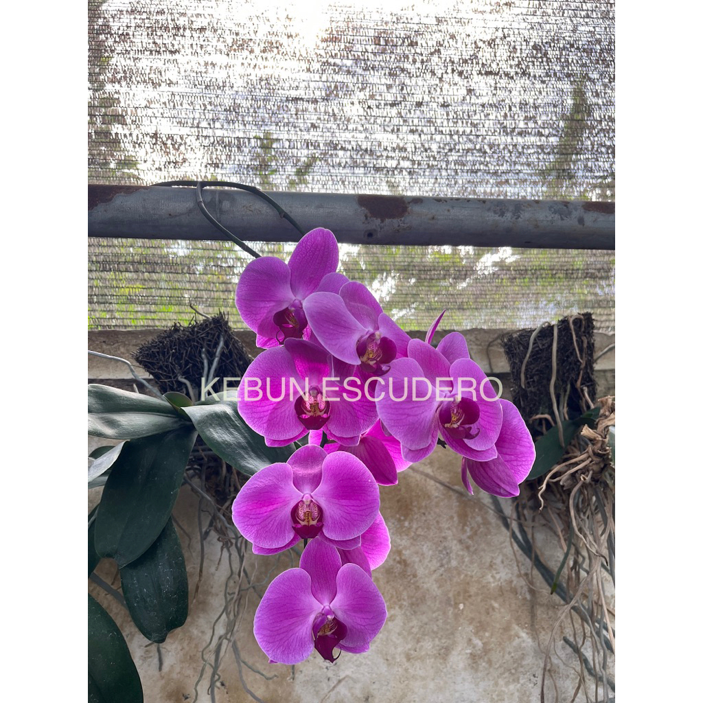 Anggrek Bulan Ungu Spike - Tanaman Anggrek Bulan Ungu Akan Berbunga